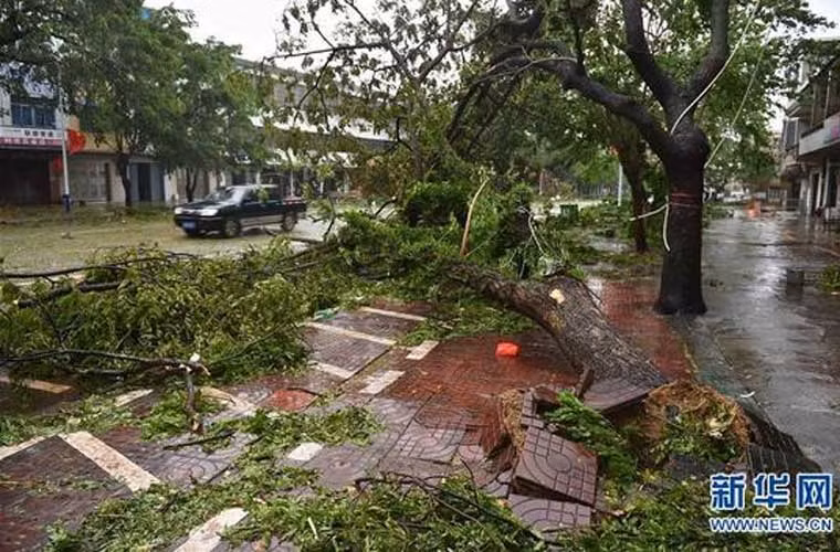 Cây bị bật gốc, đổ ra đường ở thị trấn Longgun, thành phố Wanning, Hải Nam hôm 18/10.