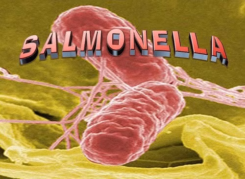 Ngộ độc cơm gà 358 người nhập viện, vi khuẩn Salmonella nguy hiểm sao? Ngo doc com ga 358 nguoi nhap vien, vi khuan Salmonella nguy hiem sao?