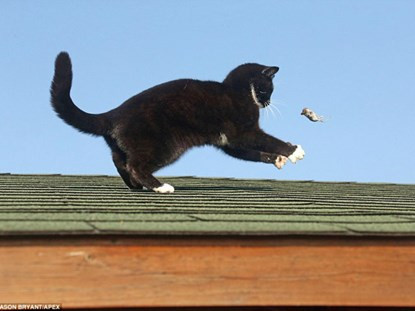 Con chuột đang bị ném lên cao rốt cục phải nhận phần thua trong cuộc chơi “mèo vờn chuột”