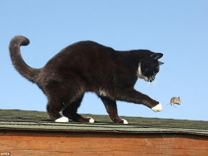 Con chuột cố gắng thoát khỏi nanh vuốt của chú mèo Mouse khi cả hai đang tham gia trò chơi truyền kiếp giữa mèo và chuột.