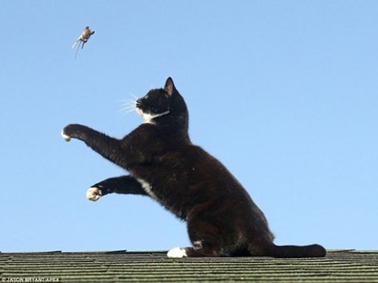 “Con mèo của tôi bắt chuột rất giỏi”, ông cho hay. “Trước đó nó cũng đã từng bắt chuột và thường mang chúng về nhà lúc 3h sáng, và tôi có thể giải cứu một vài con chuột. Nhưng khi nó bắt con vật đáng thương đó lên mái nhà, tôi không thể can thiệp được gì”.