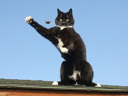 Trớ trêu thay, tên của con mèo này chính là Mouse (Chuột). Và cũng không may cho con chuột, mái nhà này là nơi nhiều trận chiến đã xảy ra giữa con mèo và các đồng loại nó, mà phần thua luôn thuộc về những chú chuột.