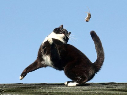 Chủ nhân của chú mèo, ông Jason Bryant đã chụp những tấm hình này và ông chứng thực đây là kết quả thường thấy từ mỗi cuộc chạm trán giữa chúng.