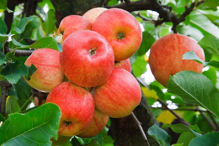 Bat ngo loai qua tang gap doi dinh duong khi nau chin-Hinh-2