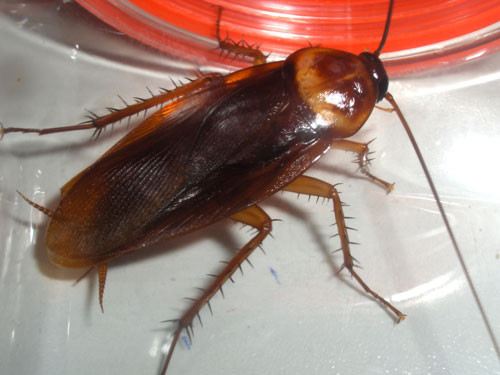 Cam giac co vat la vung kin, di kham bac si soc nang