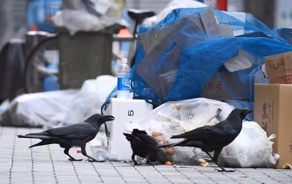 Phóng sự này được đăng tải đã gây ra nhiều tranh cãi, nguyên nhân chính là do quạ là sinh vật khá phổ biến và khó bảo ở Nhật Bản.