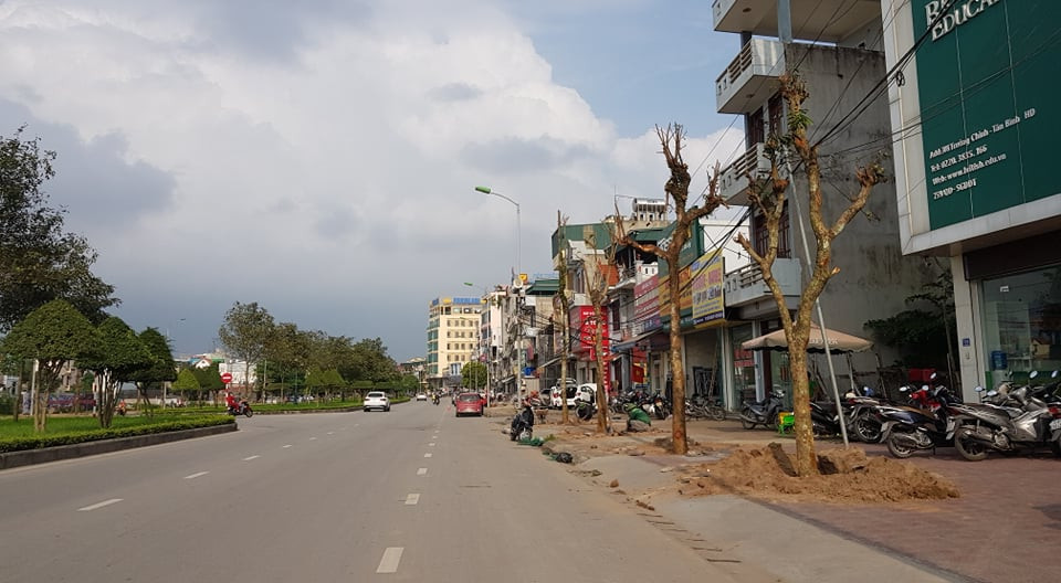 Thay the hon 700 cay xanh: Thanh pho Hai Duong lam thieu quy trinh?-Hinh-2