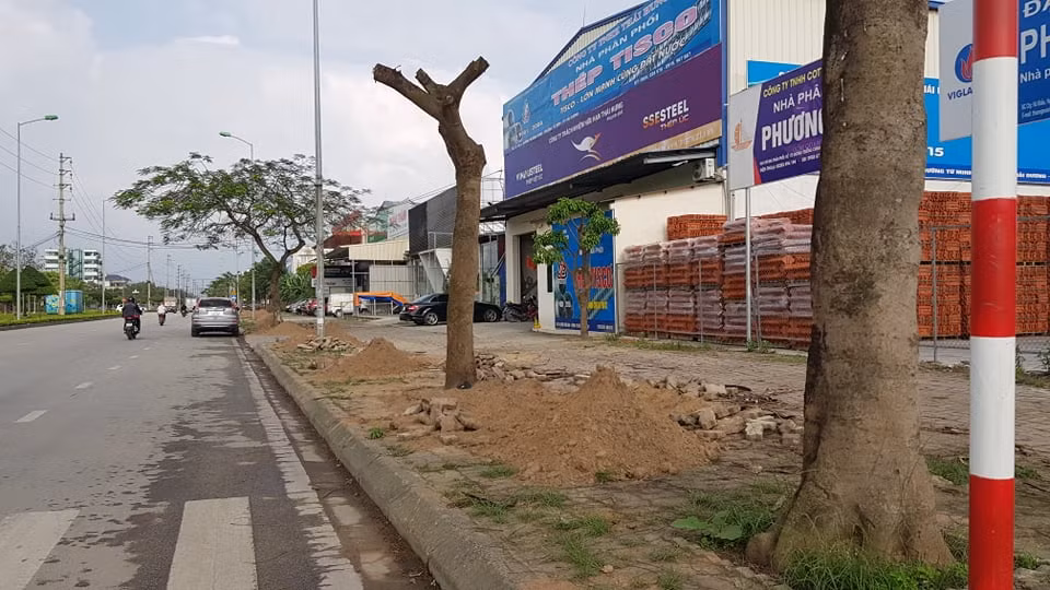 Tổng số kinh phí để thay thế cây xanh trên tuyến đường Trường Trinh khoảng 7 tỷ đồng. 