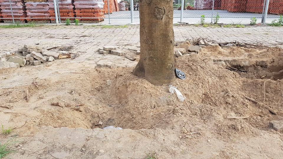 Việc cải tạo hệ thống cây xanh trên đường Trường Chinh nhằm thực hiện Đề án cải tạo phát triển hệ thống cây xanh, chiếu sáng TP Hải Dương giai đoạn 2020-2025. Đề án này được HĐND thành phố thông qua tại Nghị quyết số 35/NQ-HĐND ngày 18/12/2020. 