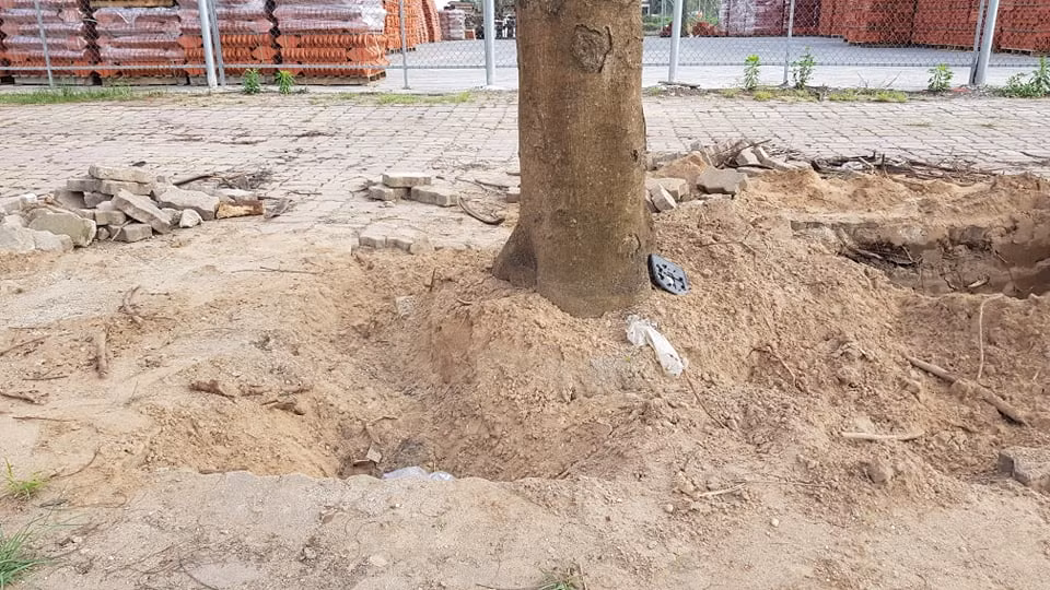 Việc cải tạo hệ thống cây xanh trên đường Trường Chinh nhằm thực hiện Đề án cải tạo phát triển hệ thống cây xanh, chiếu sáng TP Hải Dương giai đoạn 2020-2025. Đề án này được HĐND thành phố thông qua tại Nghị quyết số 35/NQ-HĐND ngày 18/12/2020. 