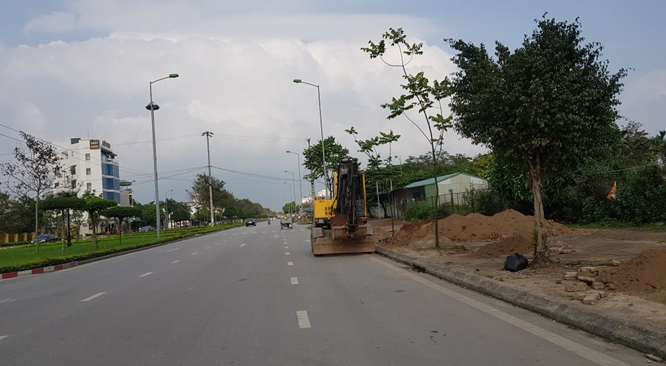 Tất cả các cây cũ đều bị đánh đi nơi khác.