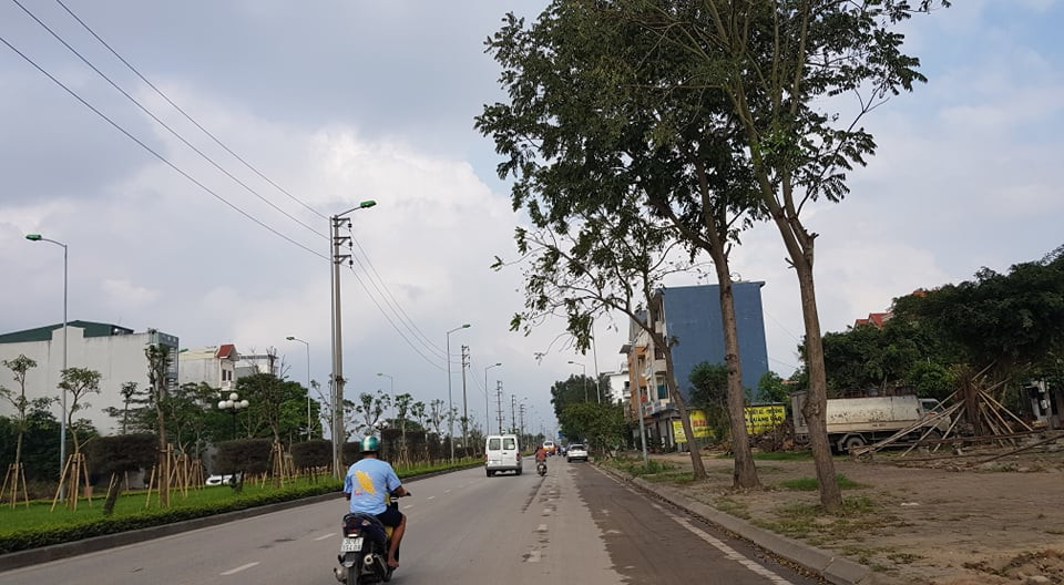 Đối với những cây cũ do người dân trồng, thành phố cho phép người dân tự đánh chuyển. Số cây cũ còn lại được các phường và các trường học đăng ký lấy.