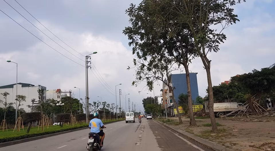 Đối với những cây cũ do người dân trồng, thành phố cho phép người dân tự đánh chuyển. Số cây cũ còn lại được các phường và các trường học đăng ký lấy.