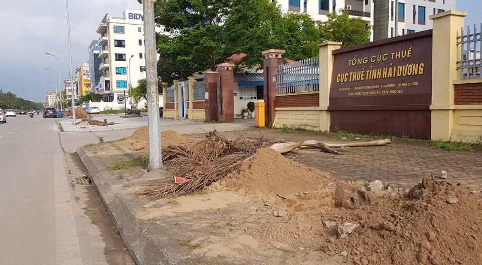Hàng cây xanh trước cổng Cục thuế tỉnh Hải Dương cũng đã được đánh đi, chuẩn bị trồng cây thay thế.