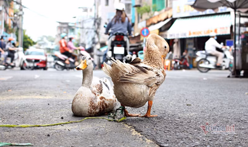 Chang trai tao ra con khung long sat ban gia tram trieu-Hinh-2