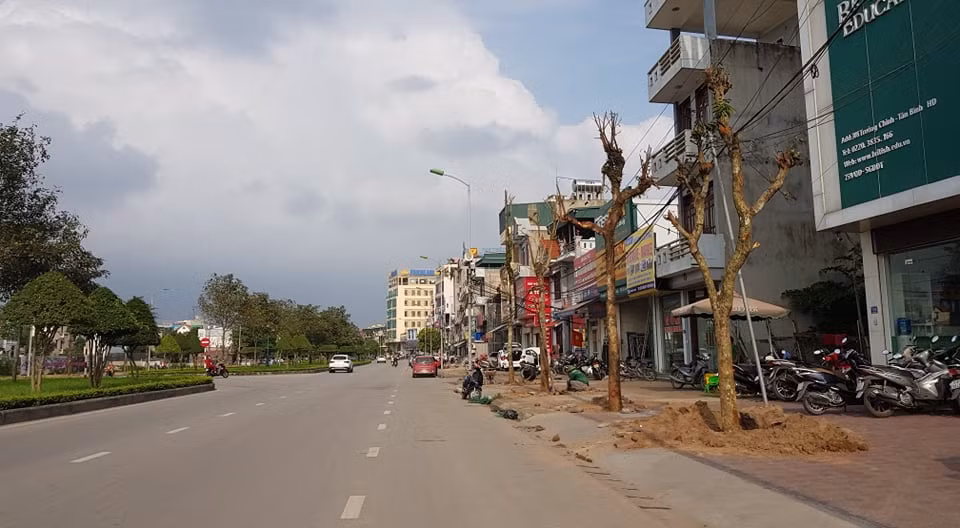 Cây sang – một trong những loại cây phù hợp với đô thị, có sức sống tốt, ít tốn công chăm sóc, có rễ cọc nên không ảnh hưởng tới kết cấu hạ tầng của vỉa hè, khó gãy đổ khi mưa bão được lựa chọn để trồng trên tuyến phố này thay thế 29 chủng loại cây cũ.