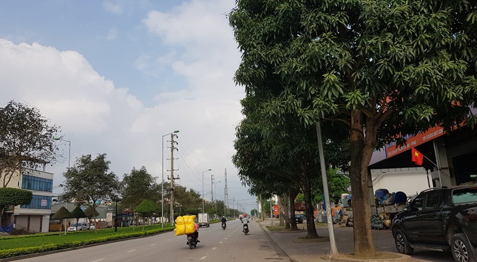 Tuyến phố chính mà tồn tại nhiều chủng loại cây ảnh hưởng đến cảnh quan của thành phố. Do đó, thành phố có chủ trương thay thế các loại cây này bằng một chủng loại cây.