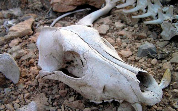 Đến ngày 28/7/1975, một nhóm các nhà nghiên cứu do Vladimir Leonov dẫn đầu tiến đến Thung lũng Chết kỳ bí và chứng kiến xác động vật nằm chết la liệt trên nền đất hoang.