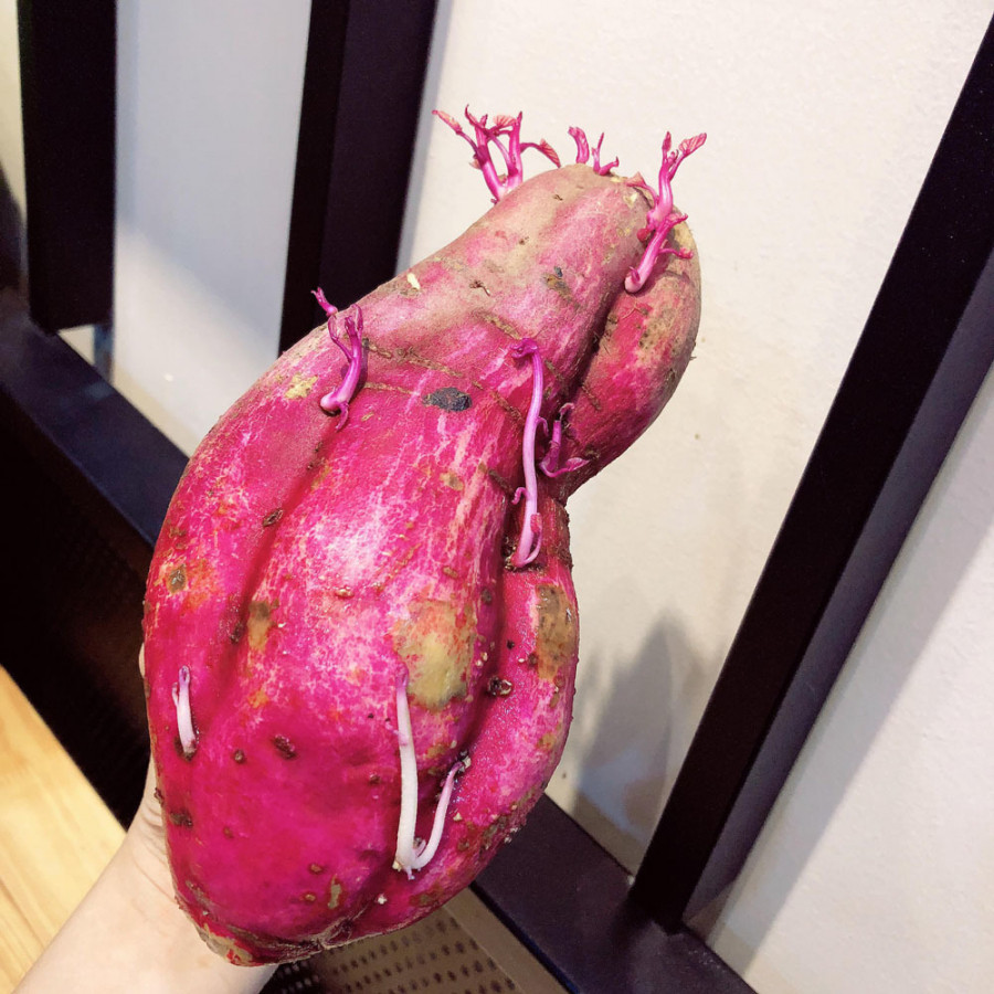 Bo khoai lang moc mam vao coc thuy tinh, sau 1 tuan dieu ky dieu xay ra