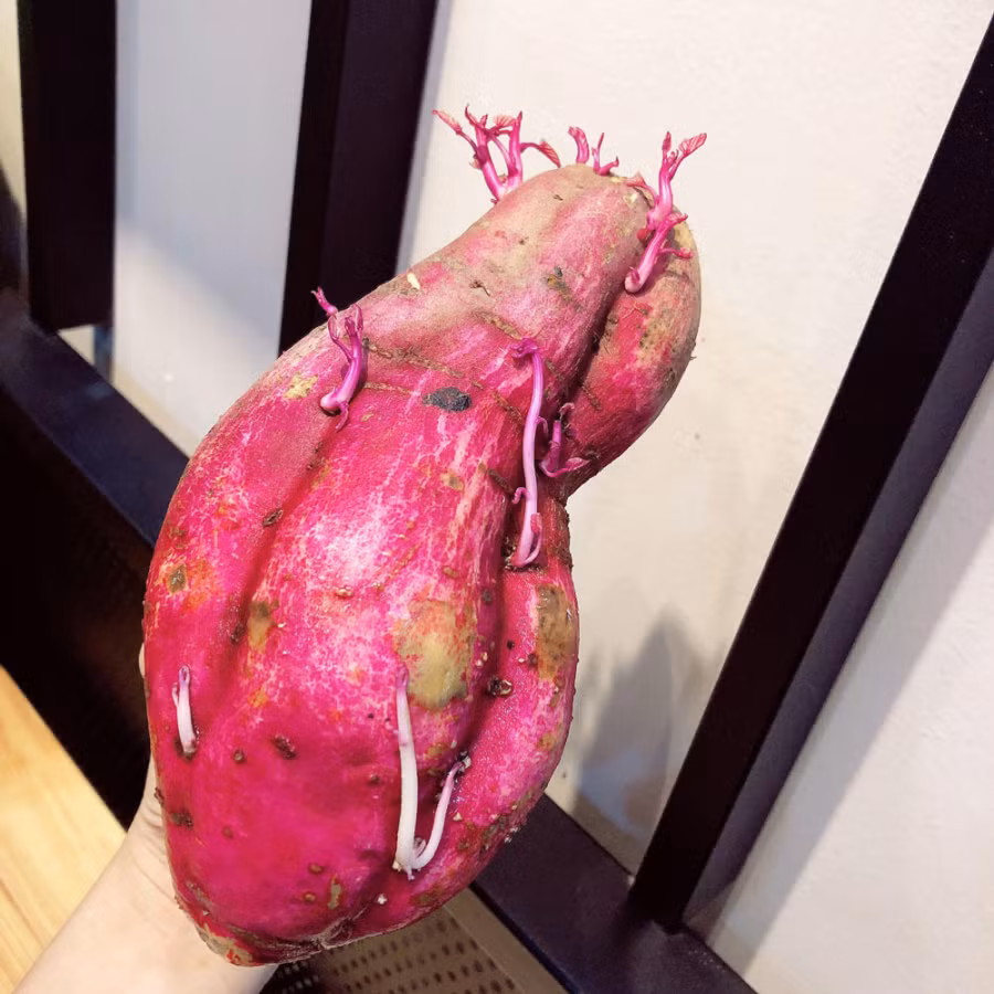 Bo khoai lang moc mam vao coc thuy tinh, sau 1 tuan dieu ky dieu xay ra