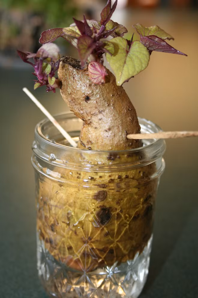 Bo khoai lang moc mam vao coc thuy tinh, sau 1 tuan dieu ky dieu xay ra-Hinh-2