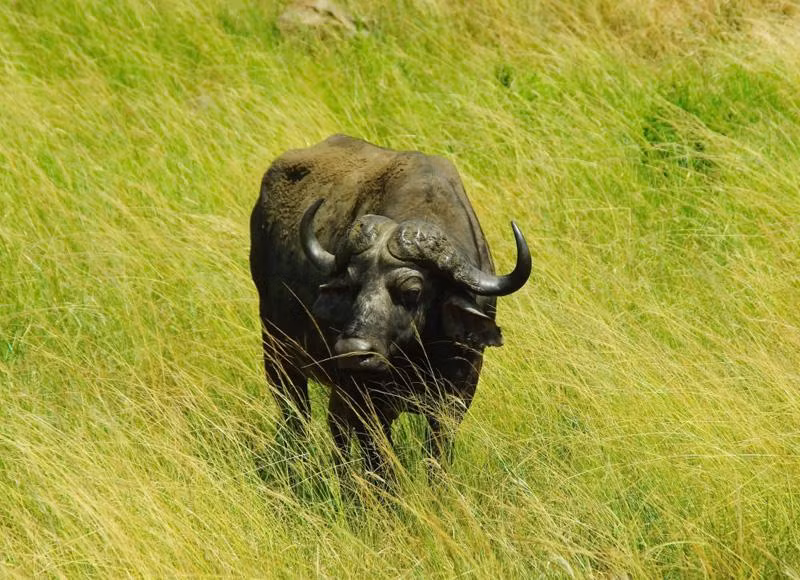 Trong tháng này tuổi Sửu dễ chật vật vì tiền dù bản thân không tiêu xài quá đà. Nếu có ý định đầu tư trong tháng này, bản mệnh cần phải xem xét kĩ càng trên mọi phương diện bởi đây không phải là thời điểm thuận lợi. Theo tử vi, tháng 4 này tài vận tuổi Sửu không sáng, bản mệnh tránh làm những việc lớn liên quan đến tiền bạc kẻo hao tiền hao của.