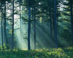 Điều kỳ lạ là những người lính này không cảm nhận được thời gian đã trôi qua nhiều năm. Họ cứ ngỡ Chiến tranh thế giới 2 mới kết thúc vài tháng trước.