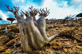 Một sự thật khó tin khác là phải tới năm 2011, đảo Socotra - nơi có khoảng 40.000 cư dân sinh sống - xây dựng con đường đầu tiên.