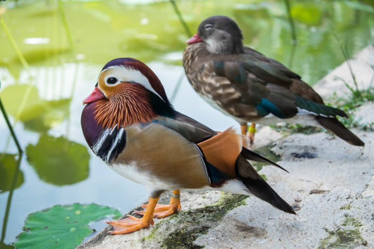 Sang ngày thứ 2, bạn hãy dành thời gian khám phá các bãi biển, khu rừng tuyệt đẹp ở Penang như: Botanic Garden – khu rừng rộng đến 30 ha với các loại động thực vật phong phú. Công viên quốc gia Penang.