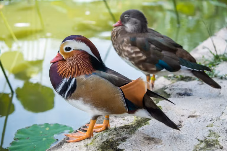 Sang ngày thứ 2, bạn hãy dành thời gian khám phá các bãi biển, khu rừng tuyệt đẹp ở Penang như: Botanic Garden – khu rừng rộng đến 30 ha với các loại động thực vật phong phú. Công viên quốc gia Penang.