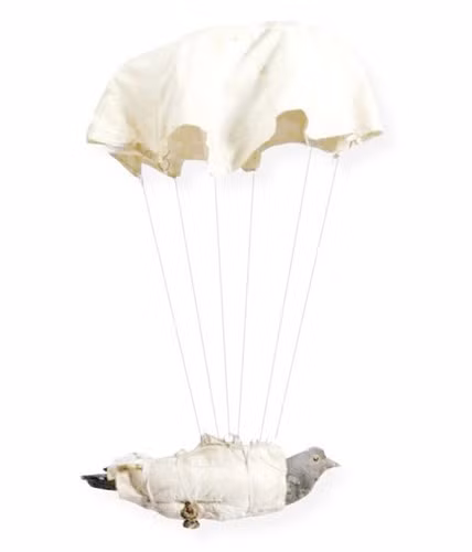 Trong Thế chiến 1, Anh thả rất nhiều chim bồ câu xuống các khu vực bị quân phát xít chiếm đóng và yêu cầu người dân địa phương viết ra vị trí của quân đội địch rồi thả nó để nó bay về căn cứ.