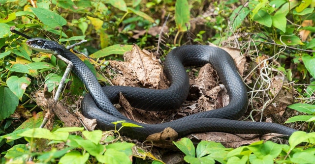 Southern Black Racer xứng đáng với danh hiệu "kẻ chạy nước rút" của thế giới rắn. Với khả năng di chuyển lên đến 20 km/giờ, nó có thể dễ dàng vượt qua con mồi hoặc tẩu thoát khỏi những kẻ săn mồi nguy hiểm. Tốc độ này đạt được nhờ cấu tạo cơ thể đặc biệt của Black Racer, với cơ bắp mạnh mẽ và cột sống linh hoạt giúp nó di chuyển uyển chuyển trên mọi địa hình.