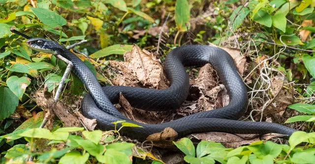 Southern Black Racer xứng đáng với danh hiệu "kẻ chạy nước rút" của thế giới rắn. Với khả năng di chuyển lên đến 20 km/giờ, nó có thể dễ dàng vượt qua con mồi hoặc tẩu thoát khỏi những kẻ săn mồi nguy hiểm. Tốc độ này đạt được nhờ cấu tạo cơ thể đặc biệt của Black Racer, với cơ bắp mạnh mẽ và cột sống linh hoạt giúp nó di chuyển uyển chuyển trên mọi địa hình.