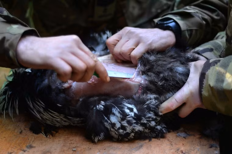 Sau đó tự dùng dao làm thịt chim.