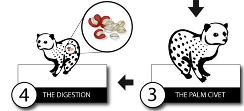 Xem san xuat ca phe dat nhat the gioi-Hinh-3