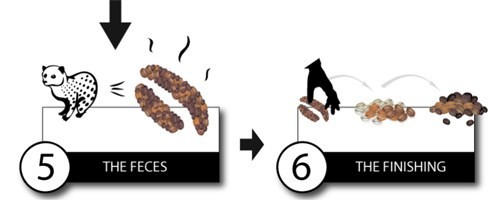 Xem san xuat ca phe dat nhat the gioi-Hinh-4