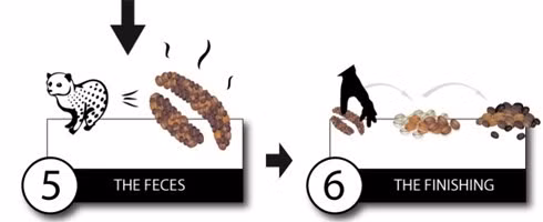 Xem san xuat ca phe dat nhat the gioi-Hinh-4