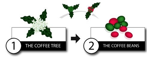 Xem san xuat ca phe dat nhat the gioi-Hinh-2