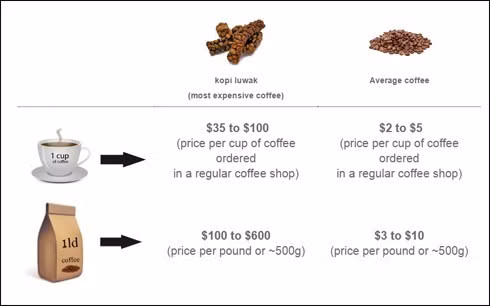 Xem sản xuất cà phê đắt nhất thế giới Xem san xuat ca phe dat nhat the gioi
