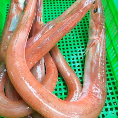 Cá chìa vôi. Cá chìa vôi chỉ sống và phát triển khu vực nước lợ, là một loại cá đặc sản quý. Cá chìa vôi có đầu nhọn trông giống như đầu cái lao, có thân hình trụ, da màu đỏ nhưng không nhớt như lươn.