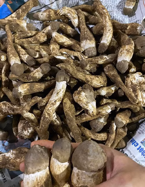 Nấm mối tự nhiên có giá trị dinh dưỡng cao, hương vị vô cùng hấp dẫn. Dinh dưỡng cao nhất khi tai nấm chưa nở bung, mọc tự nhiên. Do vậy, đặc sản đắt đỏ này vẫn được người dùng ráo riết tìm mua. (Ảnh: Nông thôn Việt)