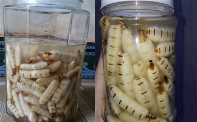 Ngay cả khi có tiền, nguồn cung mối chúa cũng không ổn định, đôi khi phải đặt trước cả tháng mới có hàng nên chúng rất được giới nhà giàu Việt sùng sục lùng mua. Điều đáng bàn, đặc sản giá "chát" có thực sự bổ dưỡng hay không, cho đến nay chưa được khẳng định bằng nghiên cứu khoa học. Tác dụng của chúng đều là những kiến thức truyền miệng mà thôi.