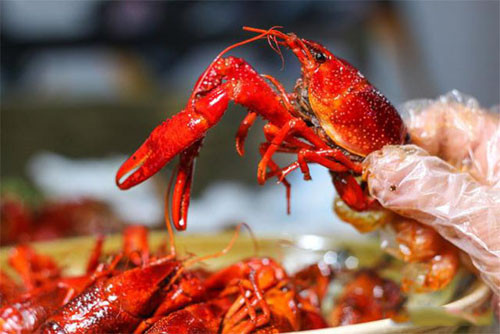 4. Tôm càng. Tôm được thu hoạch rộ vào mùa hè. Mặc dù chứa nhiều dinh dưỡng song bạn nên thận trọng khi ăn tôm càng ở các quán vỉa hè. Nguyên nhân bởi tôm càng sống trong bùn nên rất dễ chứa các loại vi khuẩn, mầm bệnh.