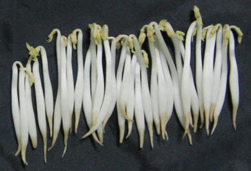 Vậy nhưng, lợi ích sức khỏe của giá đỗ chỉ đạt khi chúng được canh tác hữu cơ, không lạm dụng hóa chất độc hại. Trong khi đó, giá đỗ không rễ thường được “tắm” trong hóa chất diệt rễ, chất kích thích tăng trưởng, chất bảo quản,...Chúng được xem là một trong những loại rau độc nhất. Sử dụng chúng không khác nào tự rước độc hại gan, ảnh hưởng tiêu cực đến sức khỏe tổng thể.