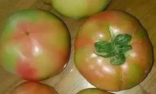 3. Cà chua xanh chứa độc tố solanine. Ăn cà chua chưa chín sẽ có cảm giác đắng trong miệng. Ăn nhiều sẽ xuất hiện các triệu chứng ngộ độc như buồn nôn, nôn.