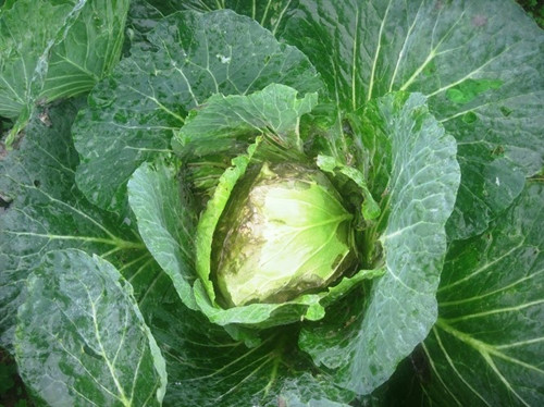 2. Bắp cải, cải thảo thối: Loại thực phẩm này cũng được liệt vào danh sách những loại rau độc nhất. Sử dụng loại rau này làm thức ăn, người dùng dễ bị ngộ độc, đau đầu, chóng mặt, buồn nôn, chướng bụng,.. Trường hợp nặng có thể bị chuột rút, hôn mê.