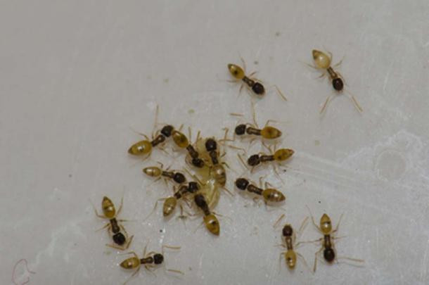 Vào buổi tối sau khi cầu nguyện với thần Zeus, nhà vua Aeacus nằm mơ và nhìn thấy một đàn kiến trên cây. Những con kiến ấy về sau biến thành người.