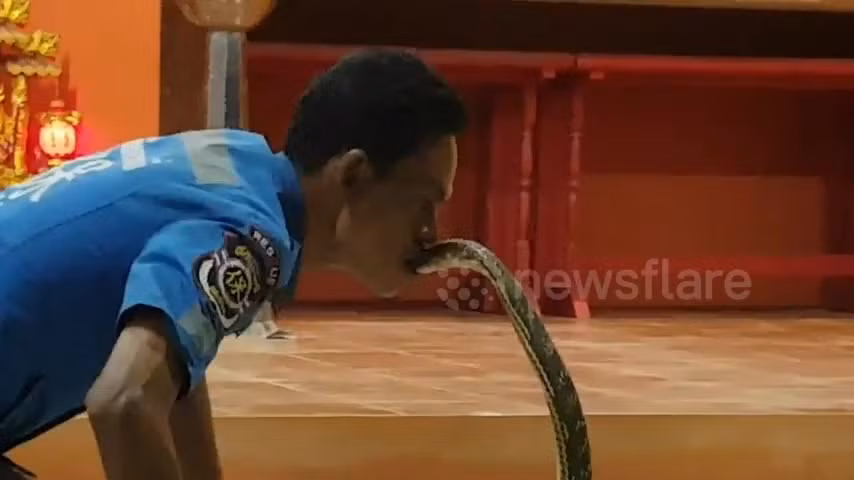 Ron toc gay xem nguoi dan ong can dau ran ho mang chua kich doc