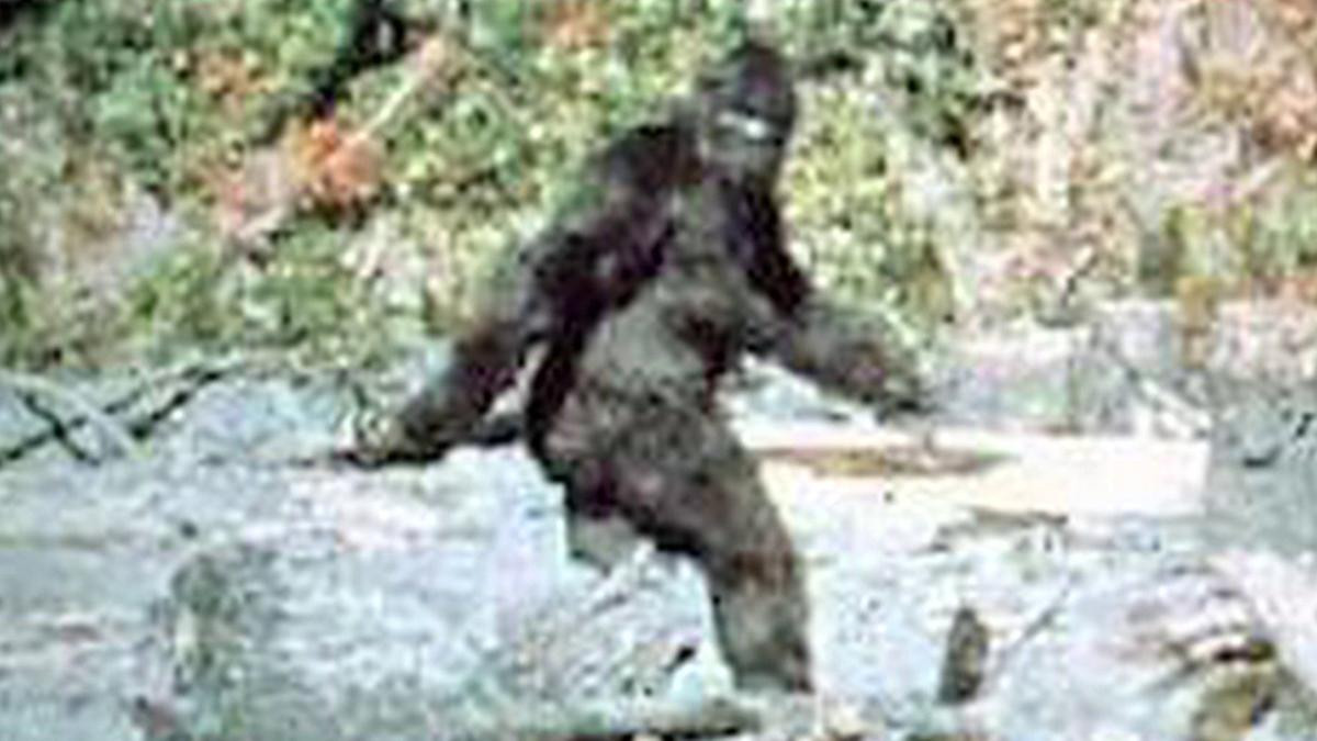 Bigfoot hay còn gọi Sasquatch (Chân to) là quái thú khổng lồ huyền thoại nổi tiếng thế giới. Sinh vật này được báo cáo xuất hiện lần đầu vào thế kỷ 19.