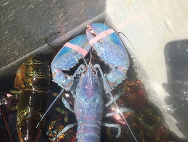 Sung sot tom hum mau keo bong sieu quy hiem